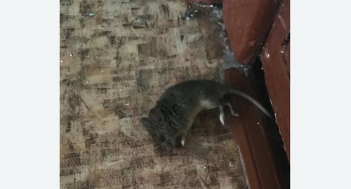 Дезинфекция от мышей в Чкаловске