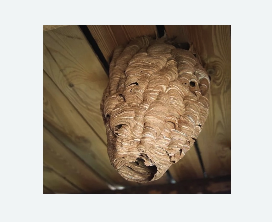 обработка от шершней в Чкаловске