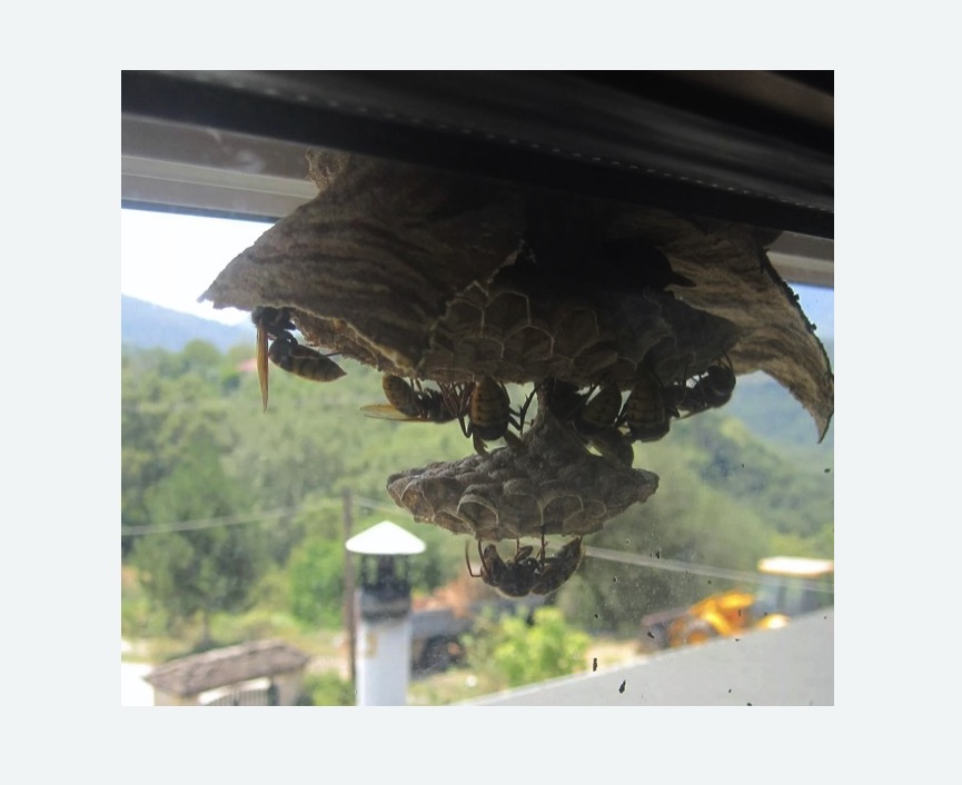 Уничтожение гнёзд шершней в Чкаловске