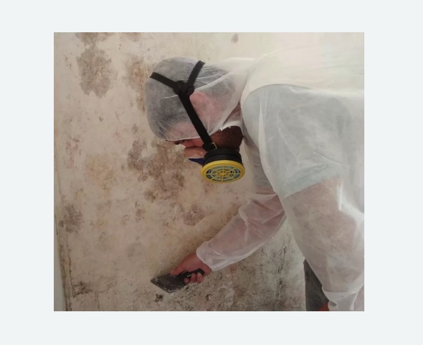 Обработка стен от плесени в Чкаловске