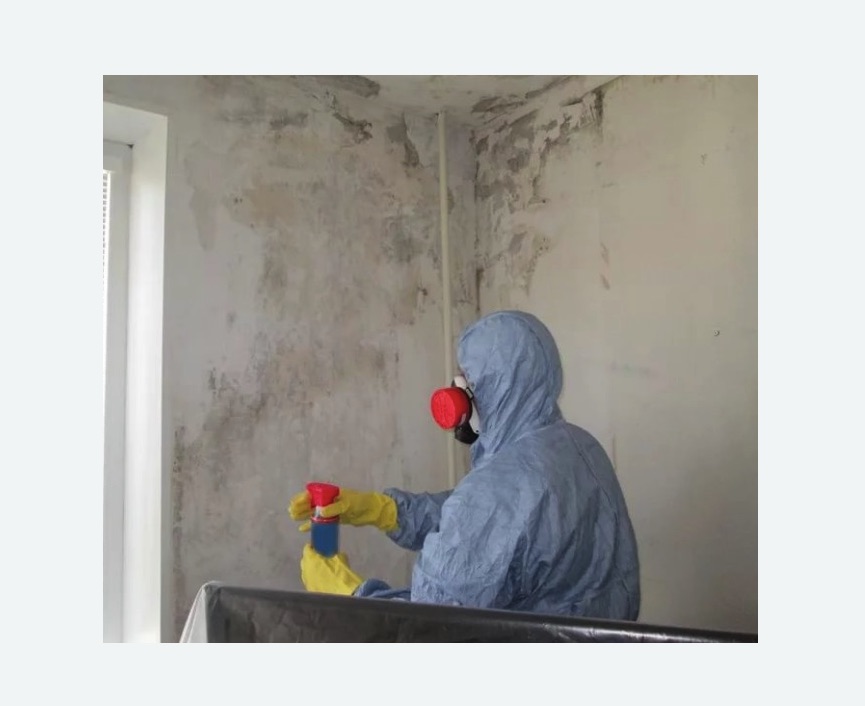 Удаление плесени в квартире в Чкаловске
