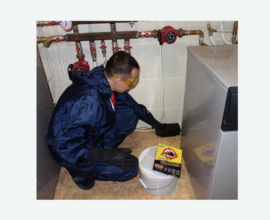 Уничтожение крыс в Чкаловске