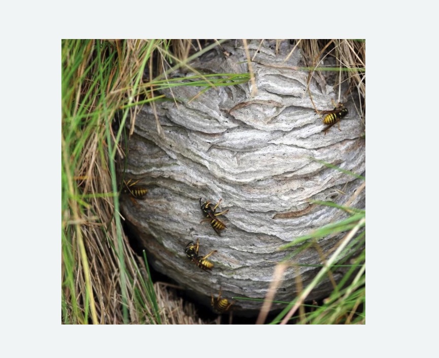 Уничтожение ос и ульев в Чкаловске